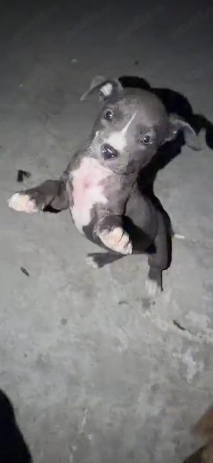   Cățea de rasă amstaff american  - imagine 2