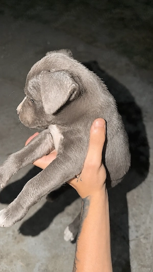   Cățea de rasă amstaff american 