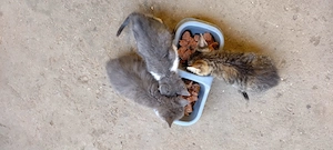   DONEZ 3 pisicuțe adorabile - imagine 3