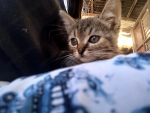   DONEZ 3 pisicuțe adorabile