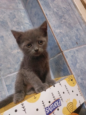 pui british shorthair - imagine 2