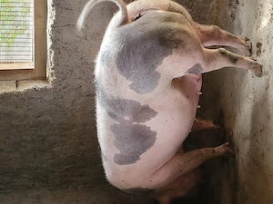 Porci,purcei de vanzare