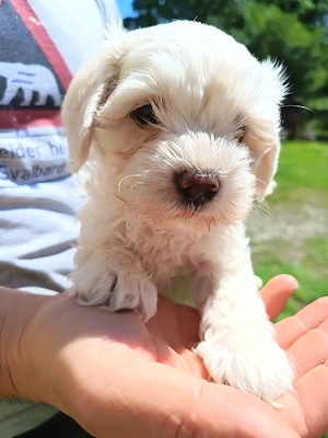 Bichon maltez alb  - imagine 2