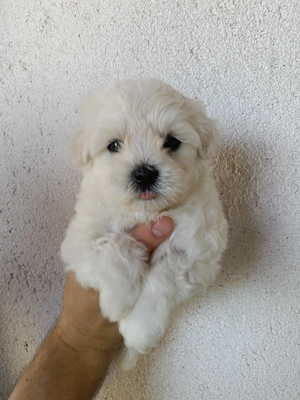 Bichon maltez alb 