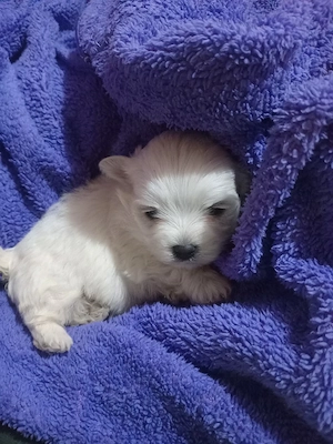 Catelusi bichon maltez  - imagine 3