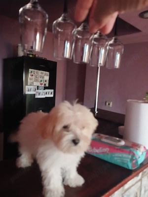 cățelușă bichon maltez