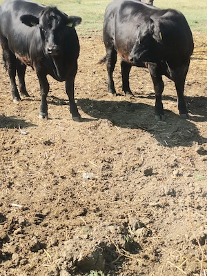 Mânzate Angus gestante 