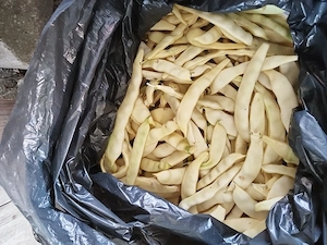 Vand fasole de par de unt crescut bio