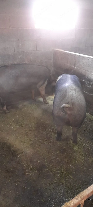 Porci rasa Bekshire - imagine 2