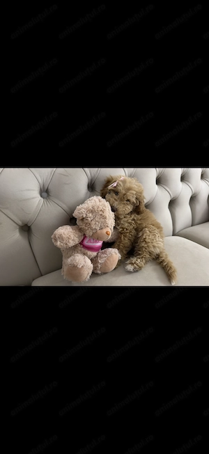 Maltipoo fetita  - imagine 5