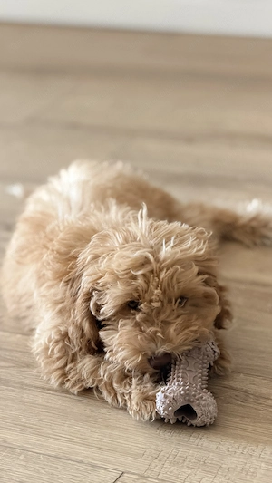 Maltipoo fetita  - imagine 3