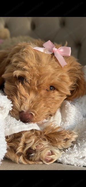 Maltipoo fetita  - imagine 4