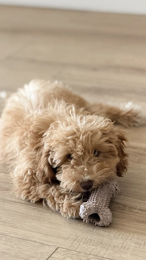 Maltipoo fetita 