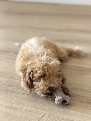 Maltipoo fetita  - imagine 2