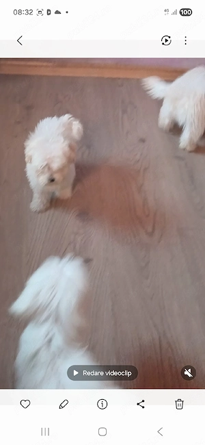 3 cațeluși bichon - imagine 4