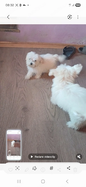 3 cațeluși bichon - imagine 5