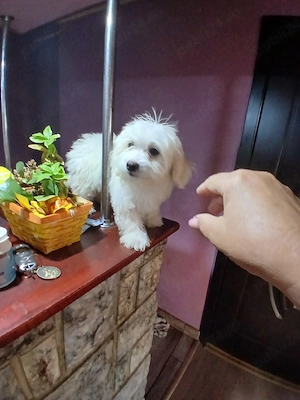 3 cațeluși bichon - imagine 3