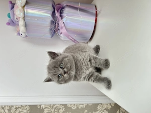 Băiețel superb british shorthaire - imagine 4