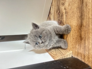 Băiețel superb british shorthaire