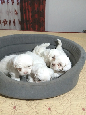 Pui de bichon maltez  - imagine 4