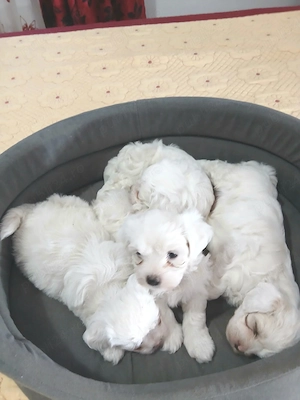 Pui de bichon maltez  - imagine 5