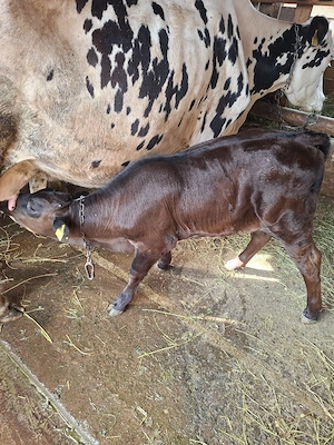 vitica angus 