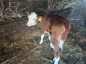 Vand vitea baltata românească 
