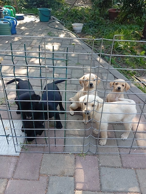 Puiuți de Labrador 