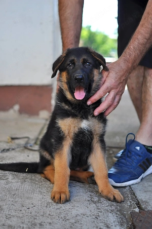 Căței Ciobanesc German - talie Mare - genetică deosebita 