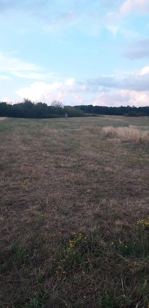 Vand doua terenuri in suprafata de aprox 1 ha, extravilan, situate in localitatea Betfia, Bihor. - imagine 2