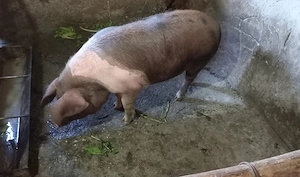 Vand porc de 100 kg - imagine 2
