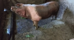 Vand porc de 100 kg - imagine 5