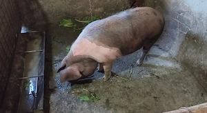 Vand porc de 100 kg - imagine 4
