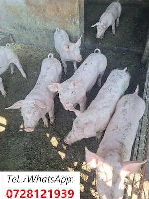 Porci de rasa, greutate 25-35 kg. 