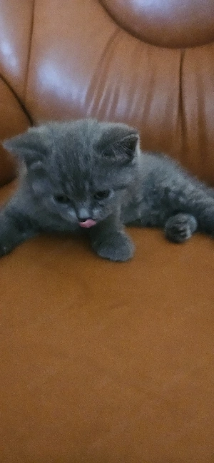 pisică brithis shorthair 