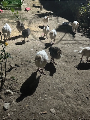 pasari de curte 