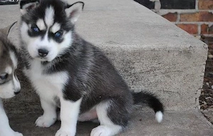 Pui rasa Husky Siberian cu ochi albastri - furnizor autorizat  - imagine 2