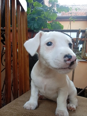 pui jack russel terrier