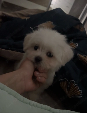 bichon cauta casuta 