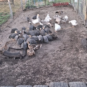 vand gaste in varsta de un an si bibilici de anul acesta 