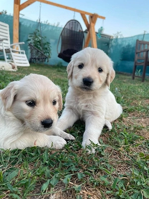 golden retriever