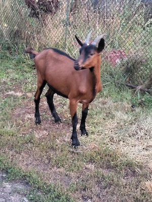 Capre alpina franceză 