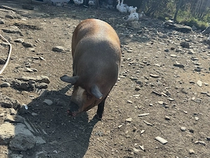 Porc de vânzare 500kg