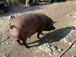 Porc de vânzare 500kg - imagine 2
