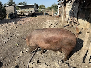 Porc de vânzare 500kg - imagine 4