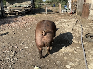 Porc de vânzare 500kg - imagine 3