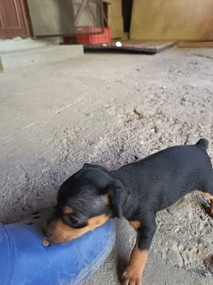 Pinscher pitic