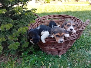 Pui Beagle de vanzare