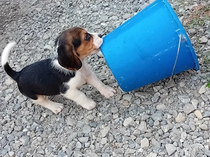 Pui Beagle de vanzare - imagine 3