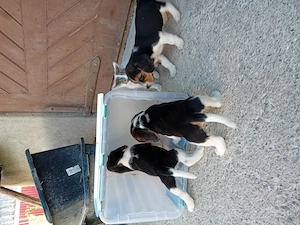 Pui Beagle de vanzare - imagine 4